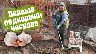 Чем подкормить чеснок весной? Листья больше не будут желтеть!