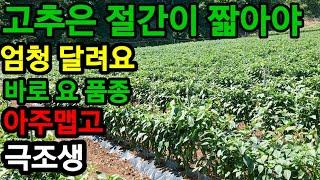 고추 엄청 달리는 신품종 찾아습니다 극조생 아주맵고 때깔 좋고 절간이 짧고요