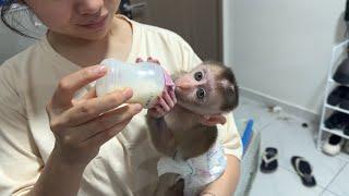 Morning ShiShi Baby Monkey Crying And Needing Warm Milk