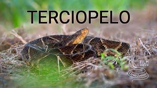 Terciopelo (Fer-de-lance), a dangerous and highly venomous pit viper from Latin America