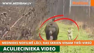 Mednieks nofilmē lāci, kas skrien viņam tieši virsū. Aculiecinieka video