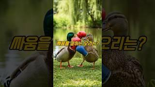 싸움을 잘하는 오리는? #퀴즈 #아재개그 #넌센스을지문덕