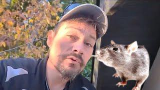 Roof Rats INVADING Your Attic?! See How They Get In (and How to Stop Them!) Sacramento Pest Control