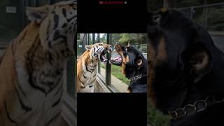 Rottweiler Enters The Siberian Tiger Cage without Permission!