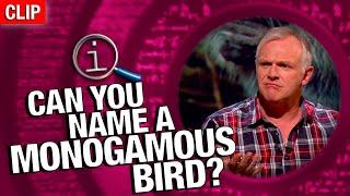 QI | Can You Name A Monogamous Bird?