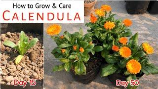 How to Grow Calendula in 6 inch Growbags or Containers | Best Way to Take Care of Calendula