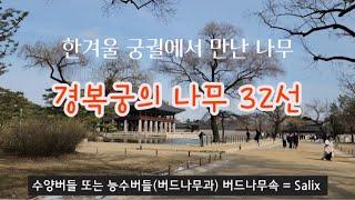 한국의 나무 - 2월 경복궁의 겨울 나무 32종류 해설