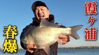 乗っ込み間近の霞ヶ浦でへらぶな釣り。ヒレピン美ベラを釣り上げる！