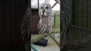 Great Grey Owl Cute Nigel ️#shorts #birds #owl #love  #funny