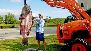 How to Clean and Cook a 300lb Grouper