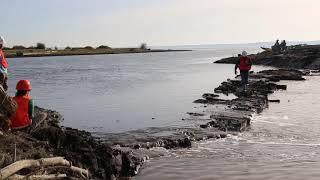 Water flowing after dike breach for estuary restoration project at Leque Island