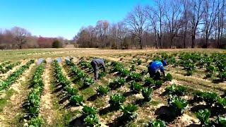 School lunch programs lose local produce as USDA cuts hit North Carolina farmers