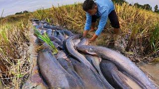 Village Fishing! a smart fisherman catch a lot of fish in moss mud at rice field by best hand