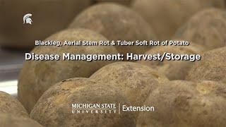 Management of Potato Diseases Caused by Soft Rot Bacteria at Harvest and in Storage