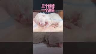 #小奶猫 #布偶猫 #猫咪生产 还不知道叫啥好#萌宠出道计划   抖音