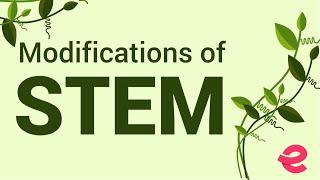 What Are the Modifications of the Stem? | Biology | Extraclass.com