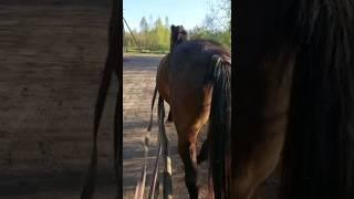 this video takes my breath away #animals #horse