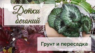 Пересаживаю детки бегоний. Состав грунта.