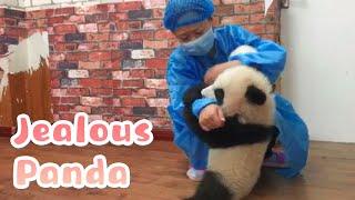 【If Pandas Can Talk】Episode 2 Jealous Panda | iPanda