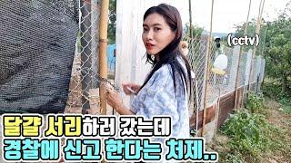 닭장 주인 없을때 달걀 서리 하기! 근데 달걀이 너무 많은데..?