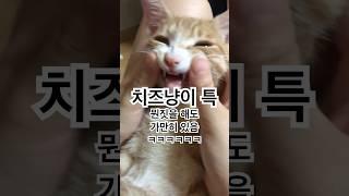 치즈냥이는 왜이럴까요?#동물 #고양이 #반려묘 #cute #cat #cats #catshorts #고양이일상 #고양이영상 #고양이브이로그 #고양이쇼츠 #치즈냥 #냥줍 #길냥이