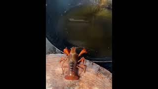 Lobster fries itself in oil  