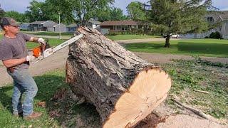 #143 Cutting Firewood : Sidewalk Slam on Huge Maple