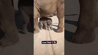 Cute thief  #shortvideo #trending #youtubeshorts #shorts #elephant #animals #funny #trending