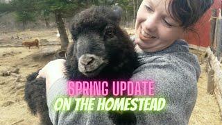 Spring time on Tangled Flock Farm! - Our Spring update