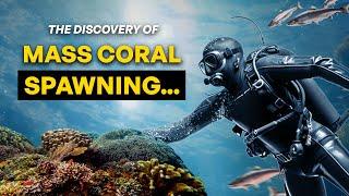 Ocean Mysteries Unlocked: The Great Coral Spawn!