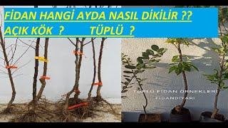 FİDAN DİKİMİ HANGİ AYDA NASIL OLMALI?