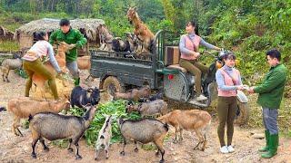 TIMELAPSE - 120 Days Buying Goats From Farmers, Harvest Pineapple, Fish, Rabbit Go To Sell
