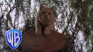 Man's Best Friend 1993 English  | Usa | Cat Swallowed Whole in Max  | Wb movie