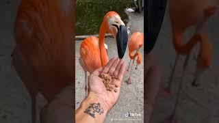 Feeding A Flock Of Beautiful Flamingos  #SHORTS