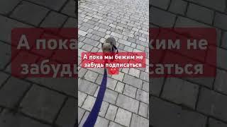 Голубой АМСтафф | Стафи . Борьба с ветром