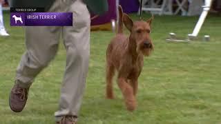 Irish Terriers | Breed Judging 2021