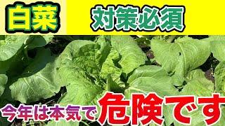 【白菜】今年はコレがめちゃくちゃ発生しています・・・