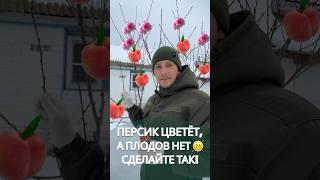 Персик цветёт, а плодов нет #обрезкаперсика #обрезкасада #сад #обрезкаяблони #обрезкаплодовых