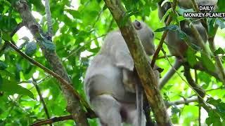 Daily Monkey Planet Live Stream