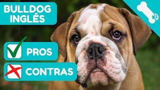  VENTAJAS Y DESVENTAJAS de tener un BULLDOG INGLES   PROS Y  CONTRAS de Perros BULLDOG INGLES