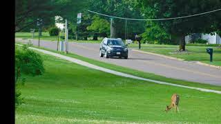 Deer in the city