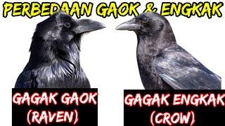 DIFFERENCES OF CROW & RAVEN