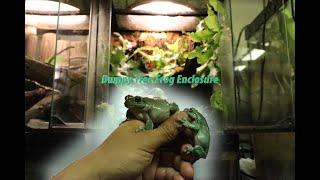 Whites Tree Frog Paludarium Build!