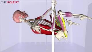 Pole Anatomy - pole invert: the muscles, anatomy and biomechanics of pole!