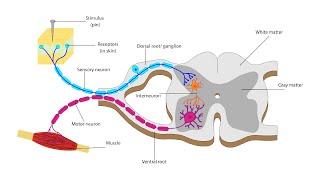 Life Sciences Gr12   The Human Nervous system Part 2