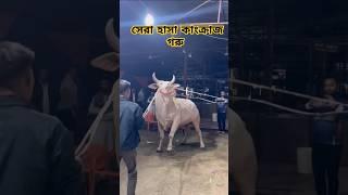 সাদা কাংক্রাজ গরু #viralvideo #goruloversofchattga #bull #cow #youtubeshorts