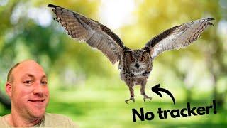 Flying an Eagle owl free with no tracker!