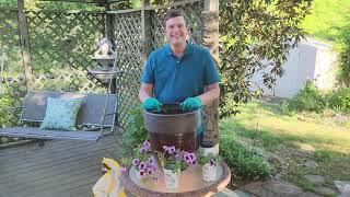 Planting up a proven winners Super Tunia Bordeaux  container part 1