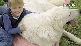 A kuvasz