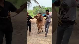 Beautiful Sahiwal Bull Of khan Agro Chittagong #bull #goruloversofchattga #youtubeshorts #viralvideo